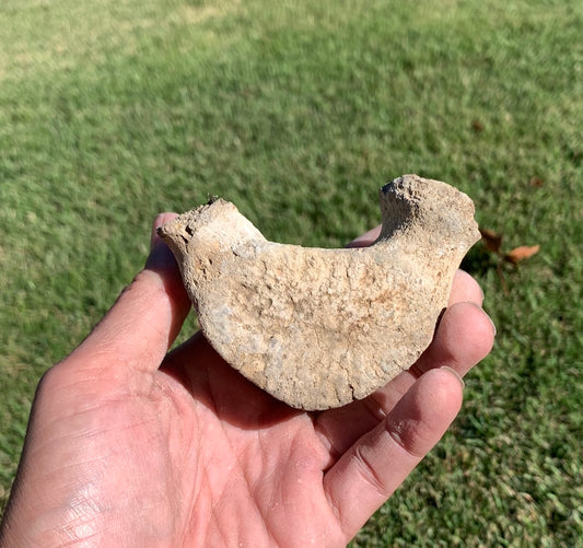 Fossil Whale Vertebra From the Miocene of Virginia