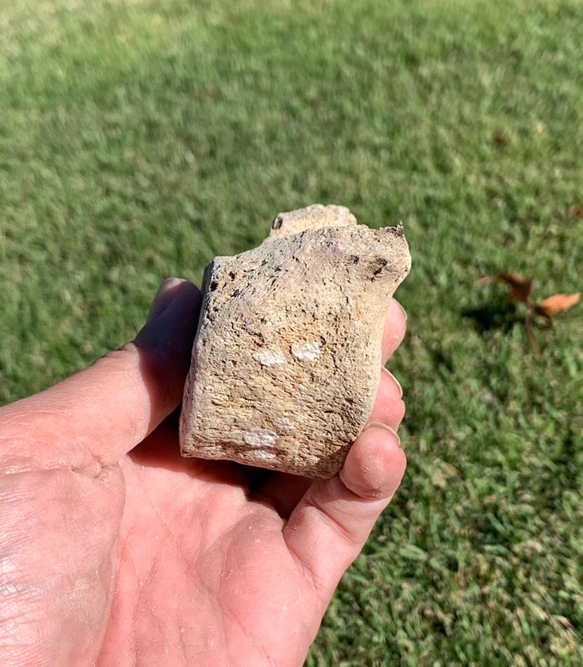 Fossil Whale Vertebra From the Miocene of Virginia
