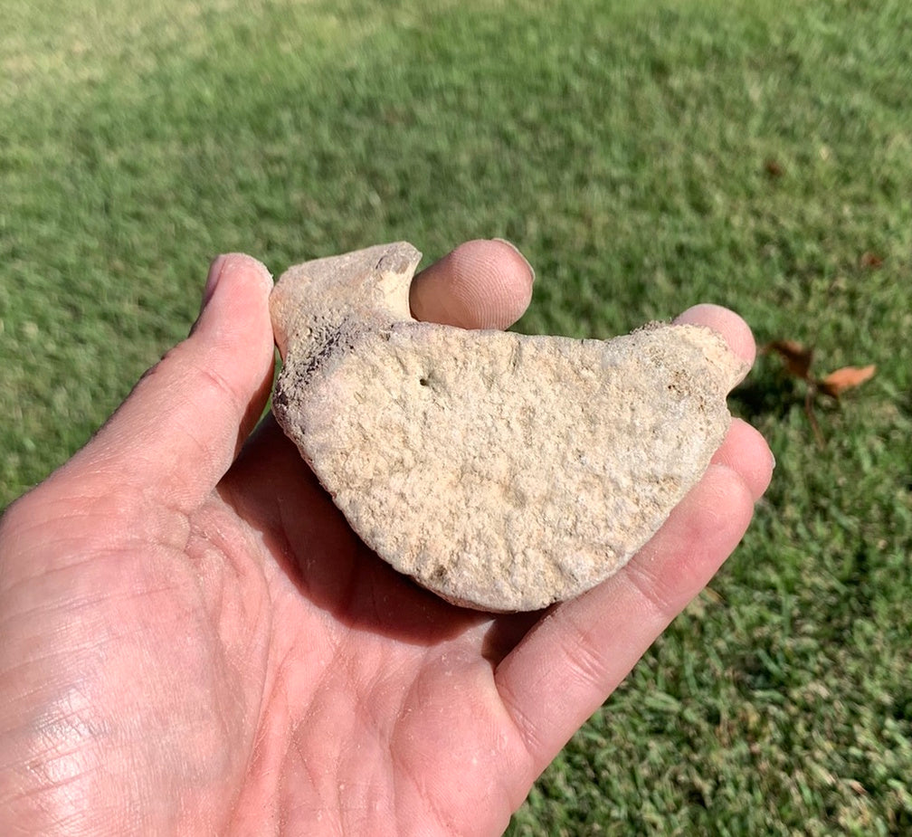 Fossil Whale Vertebra From the Miocene of Virginia