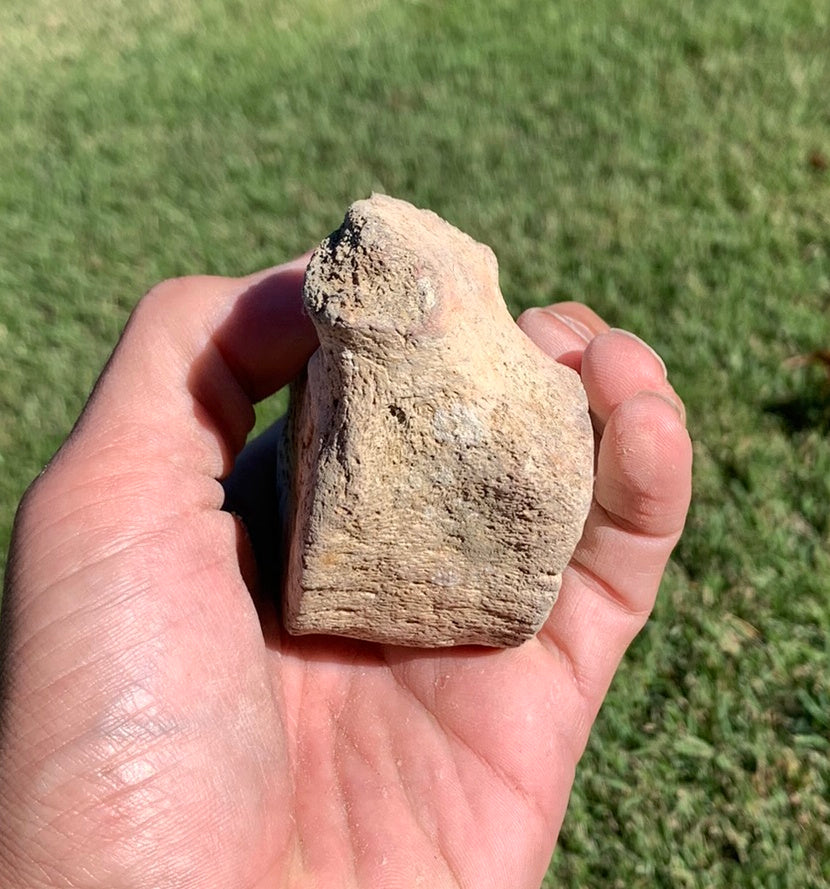 Fossil Whale Vertebra From the Miocene of Virginia