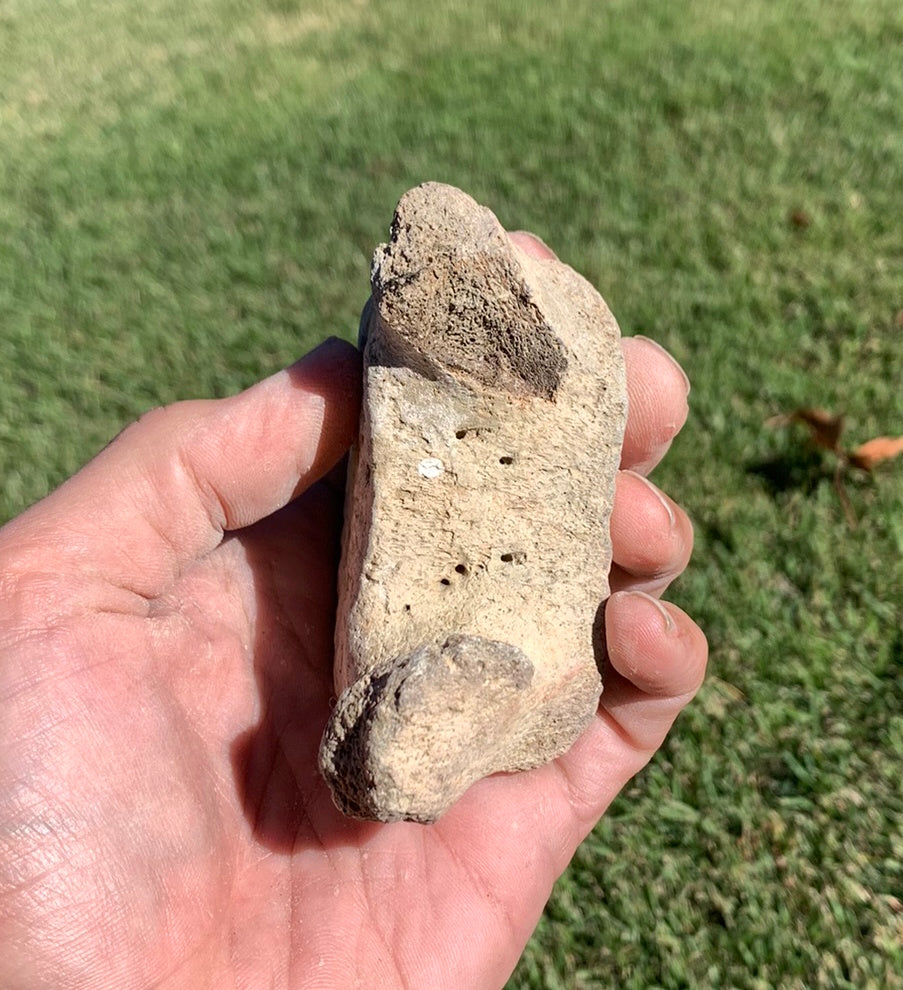Fossil Whale Vertebra From the Miocene of Virginia