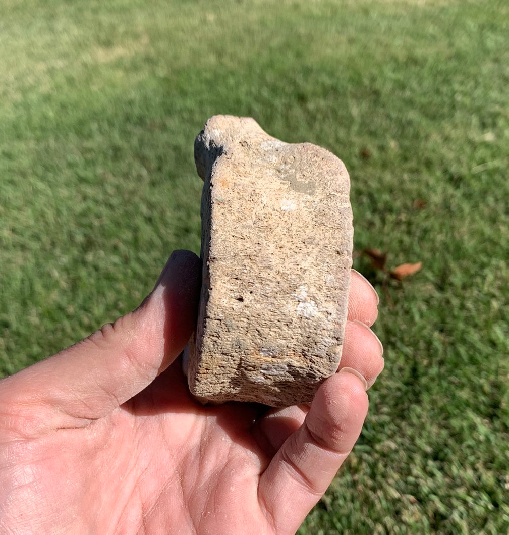 Fossil Whale Vertebra From the Miocene of Virginia