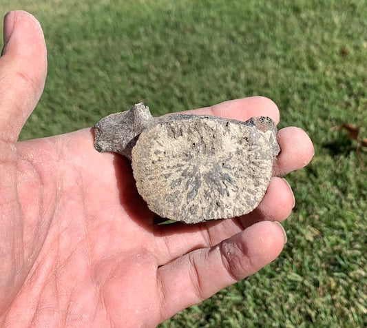 Fossil Whale Vertebra From the Miocene of Virginia
