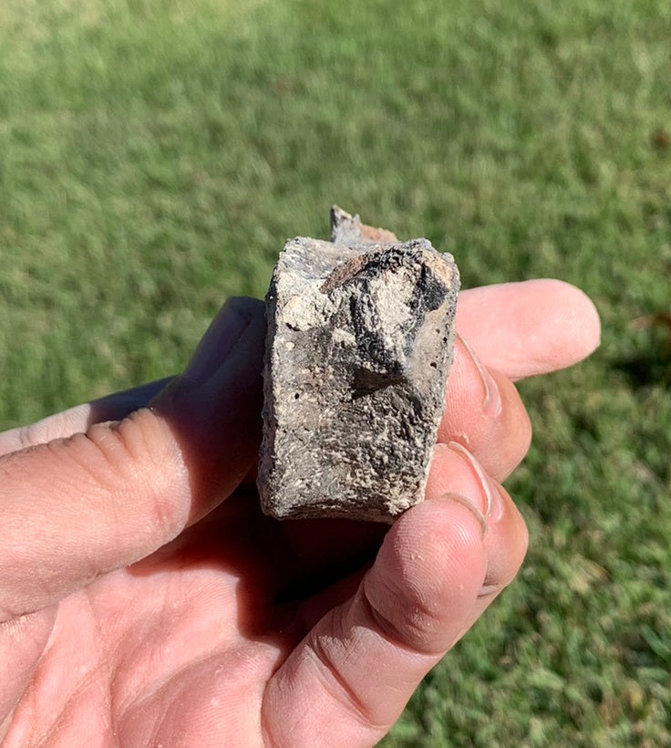 Fossil Whale Vertebra From the Miocene of Virginia