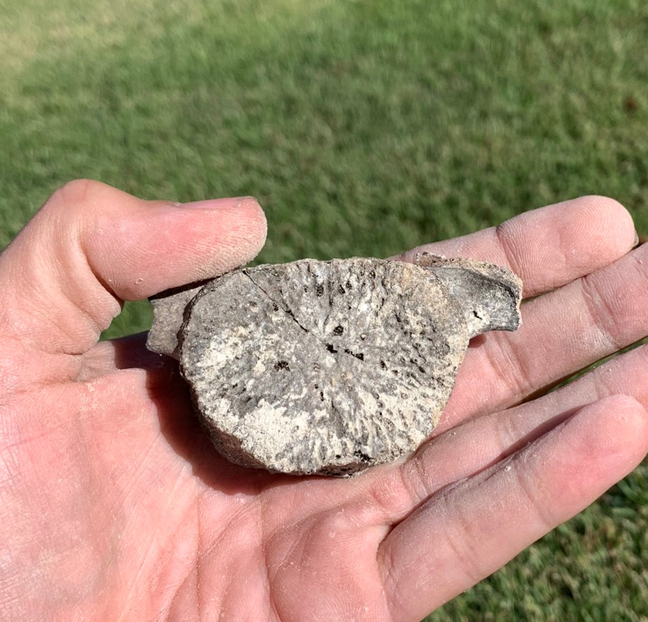 Fossil Whale Vertebra From the Miocene of Virginia