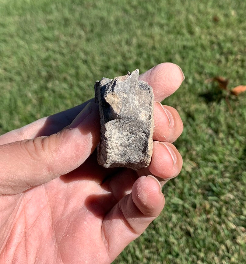 Fossil Whale Vertebra From the Miocene of Virginia