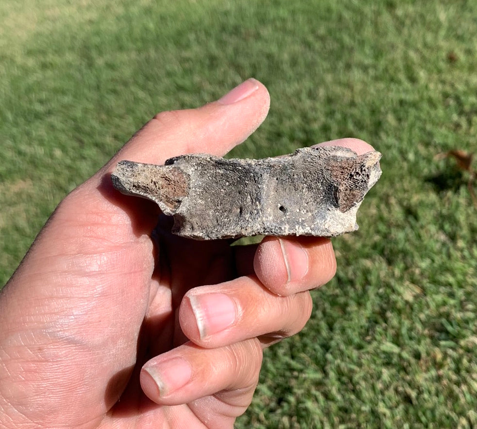 Fossil Whale Vertebra From the Miocene of Virginia