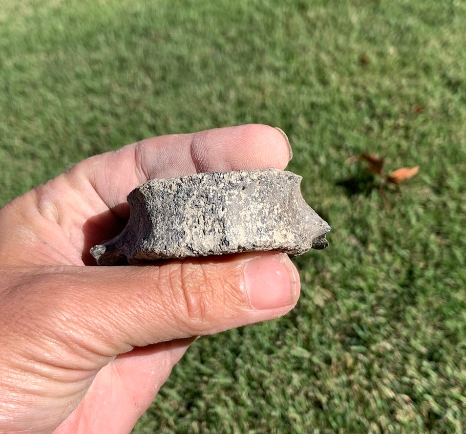 Fossil Whale Vertebra From the Miocene of Virginia