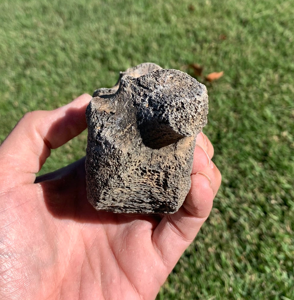 Fossil Whale Vertebra From the Miocene of Virginia