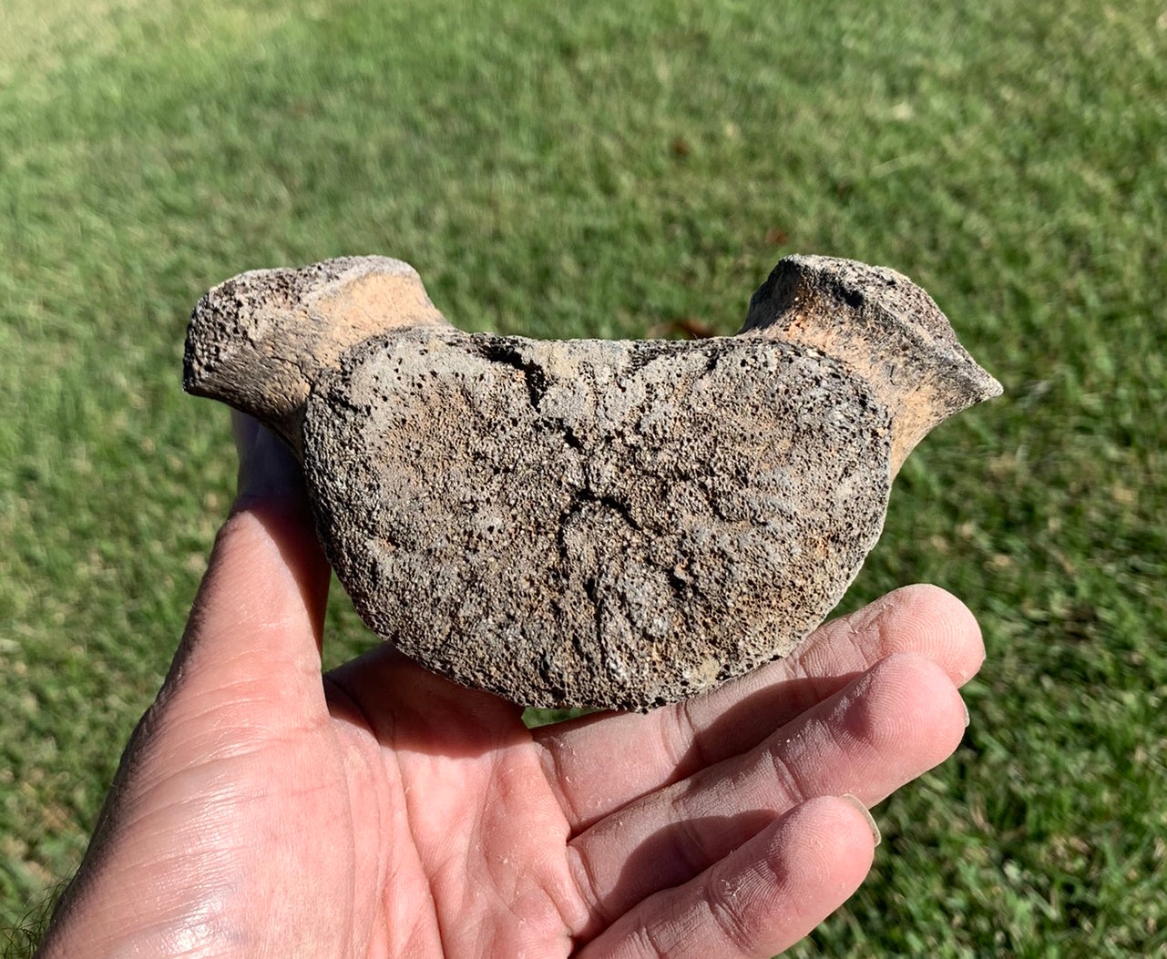 Fossil Whale Vertebra From the Miocene of Virginia