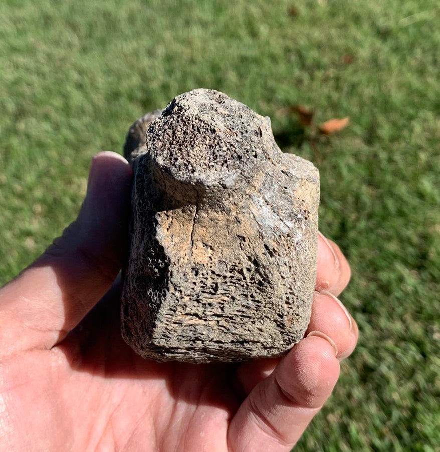 Fossil Whale Vertebra From the Miocene of Virginia