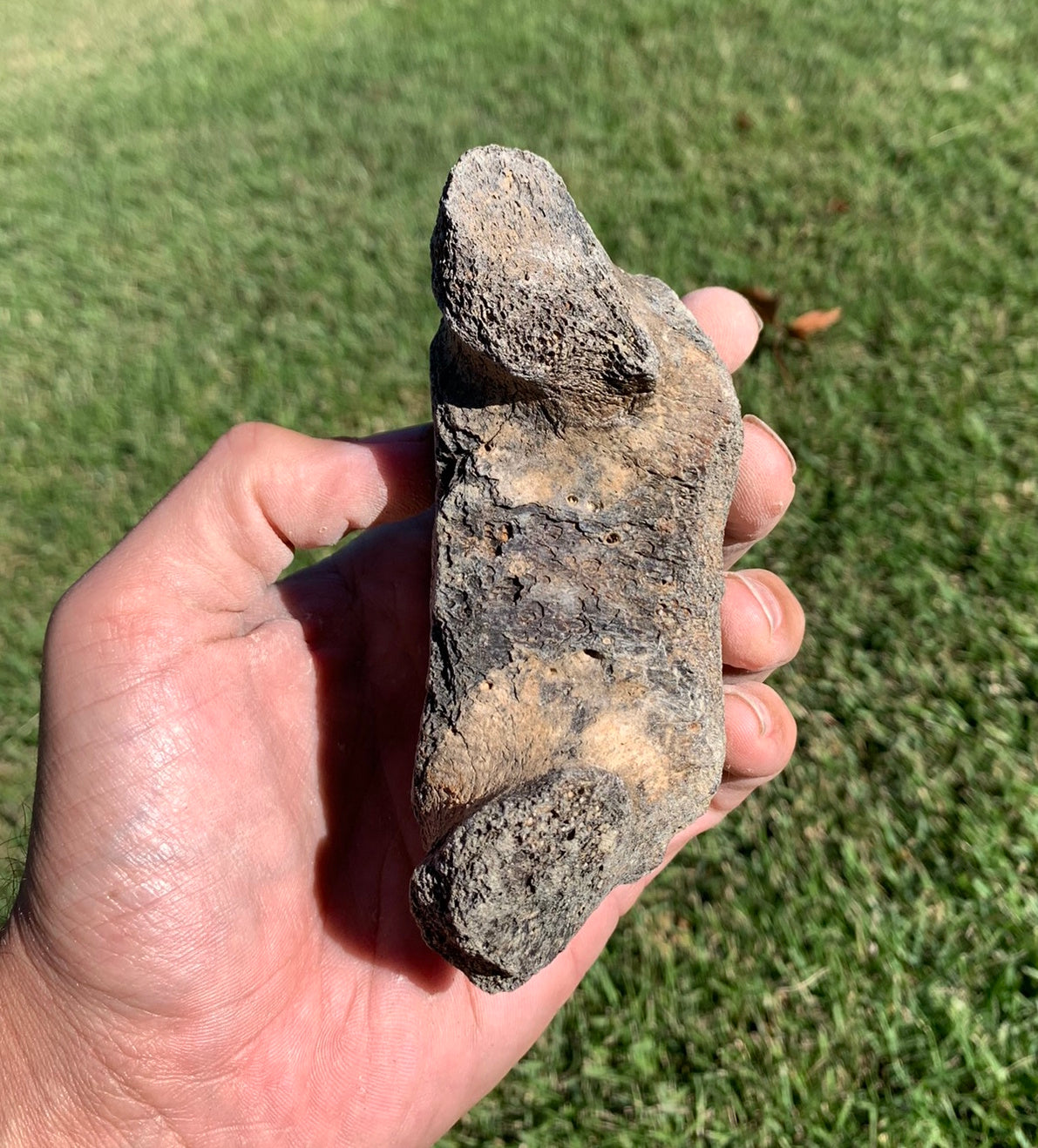 Fossil Whale Vertebra From the Miocene of Virginia
