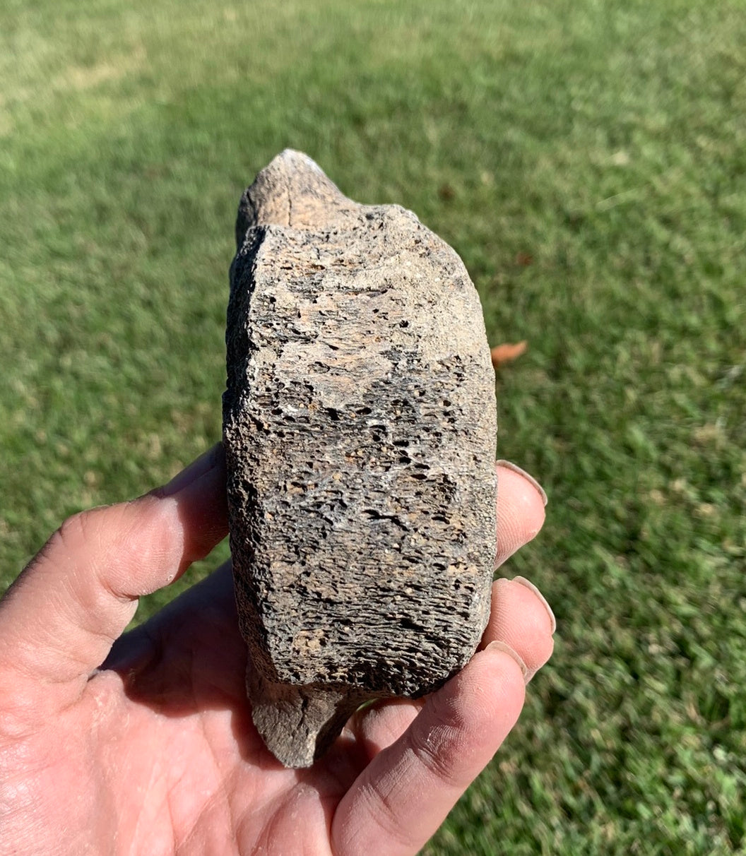 Fossil Whale Vertebra From the Miocene of Virginia
