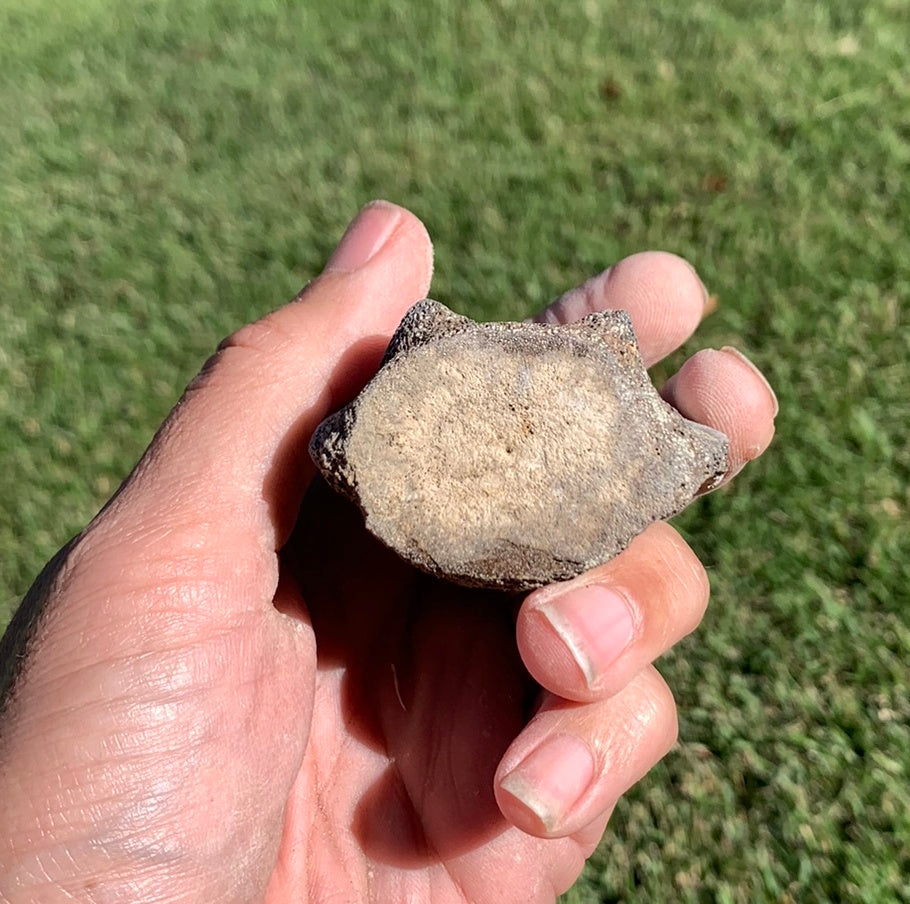 Fossil Whale Vertebra From the Miocene of Virginia