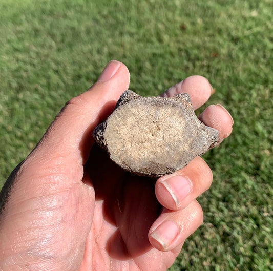 Fossil Whale Vertebra From the Miocene of Virginia