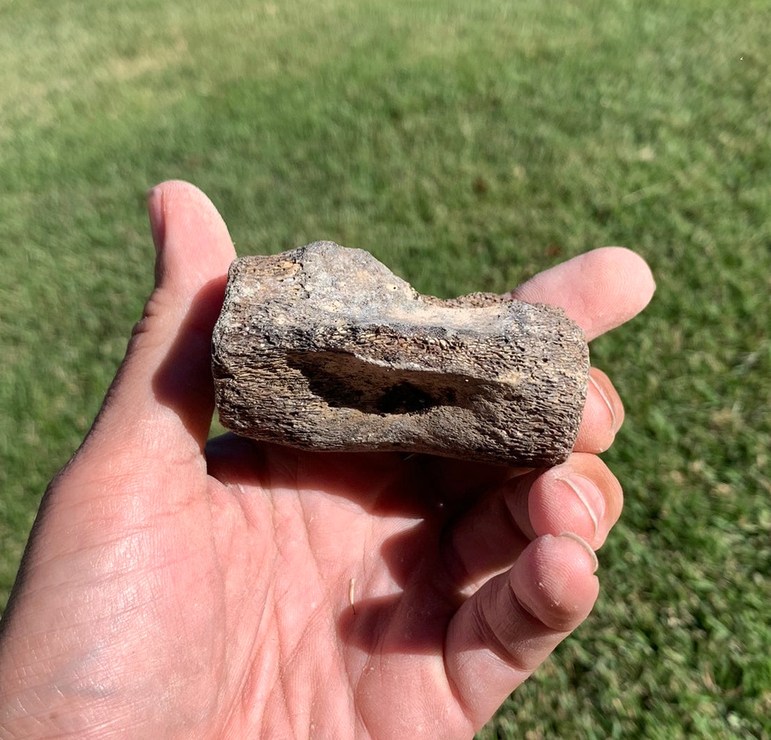 Fossil Whale Vertebra From the Miocene of Virginia
