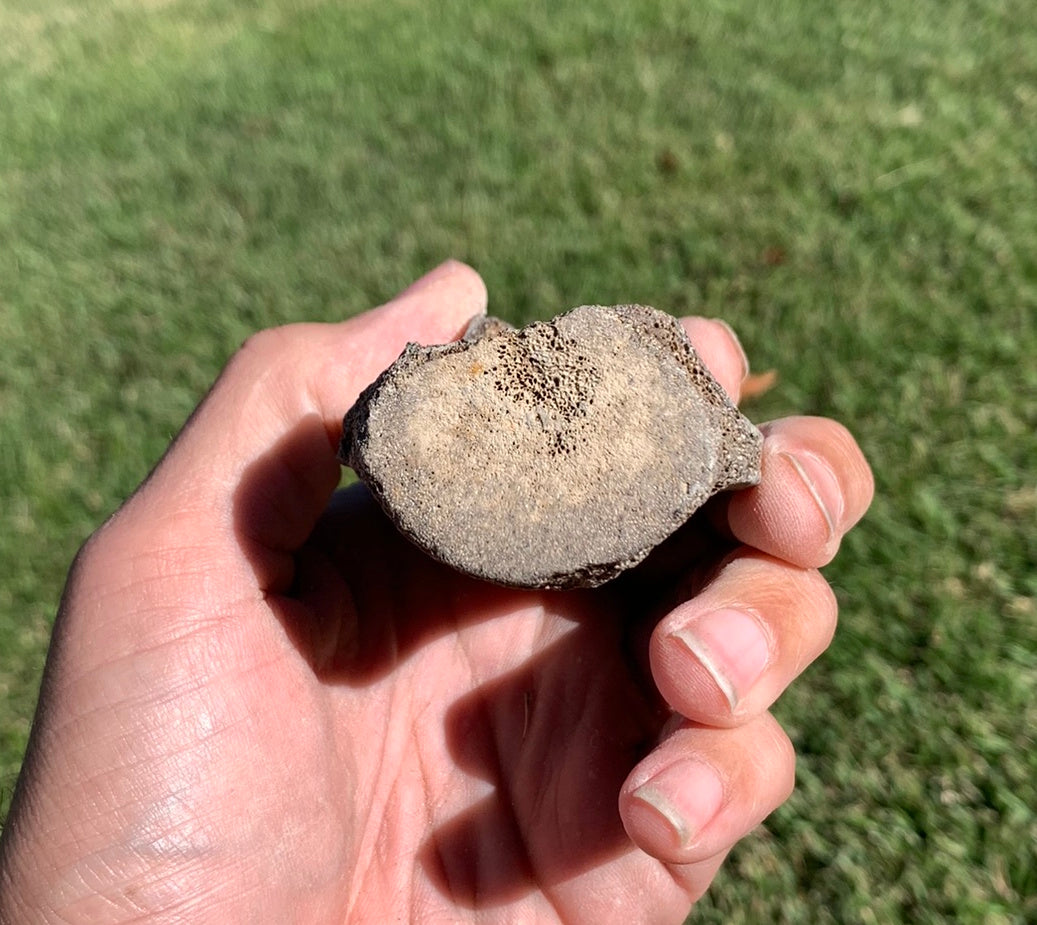 Fossil Whale Vertebra From the Miocene of Virginia