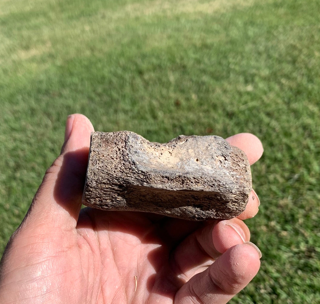 Fossil Whale Vertebra From the Miocene of Virginia