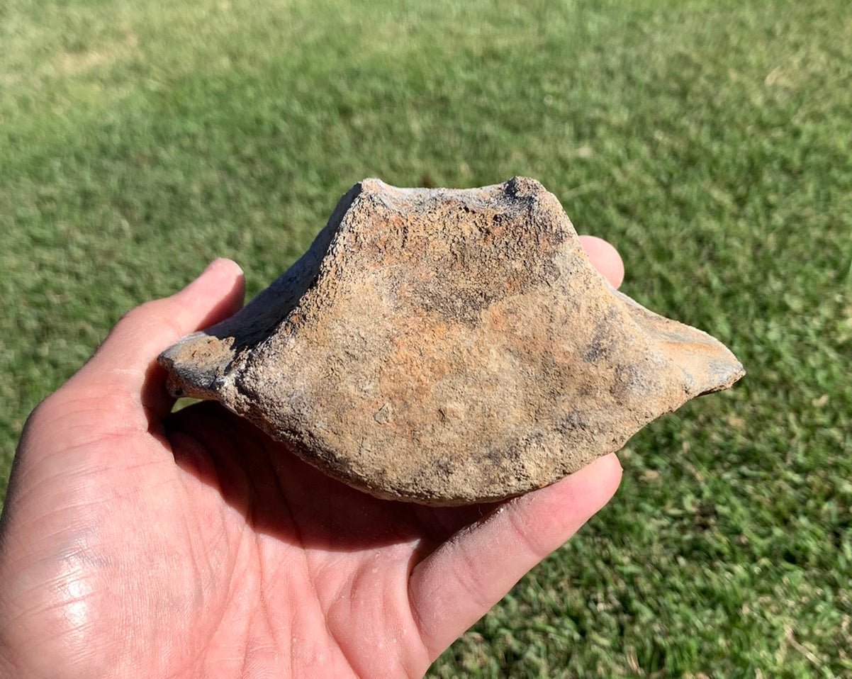 Fossil Whale Vertebra From the Miocene of Virginia