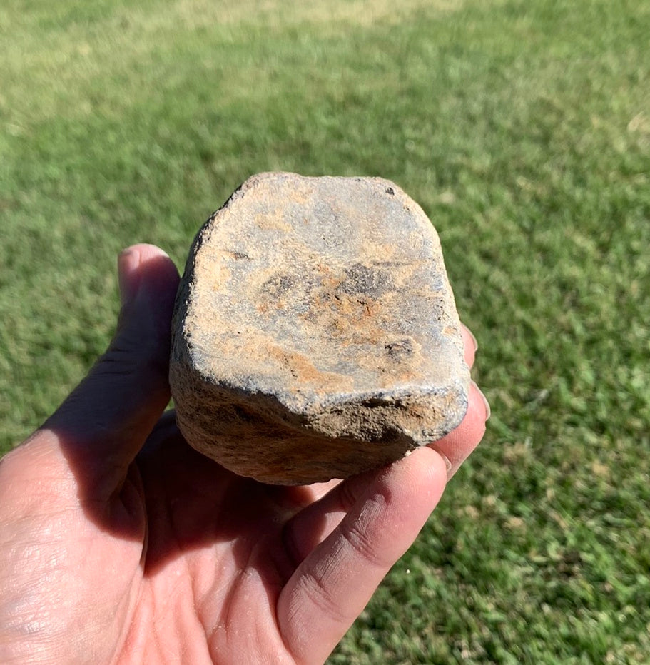 Fossil Whale Vertebra From the Miocene of Virginia