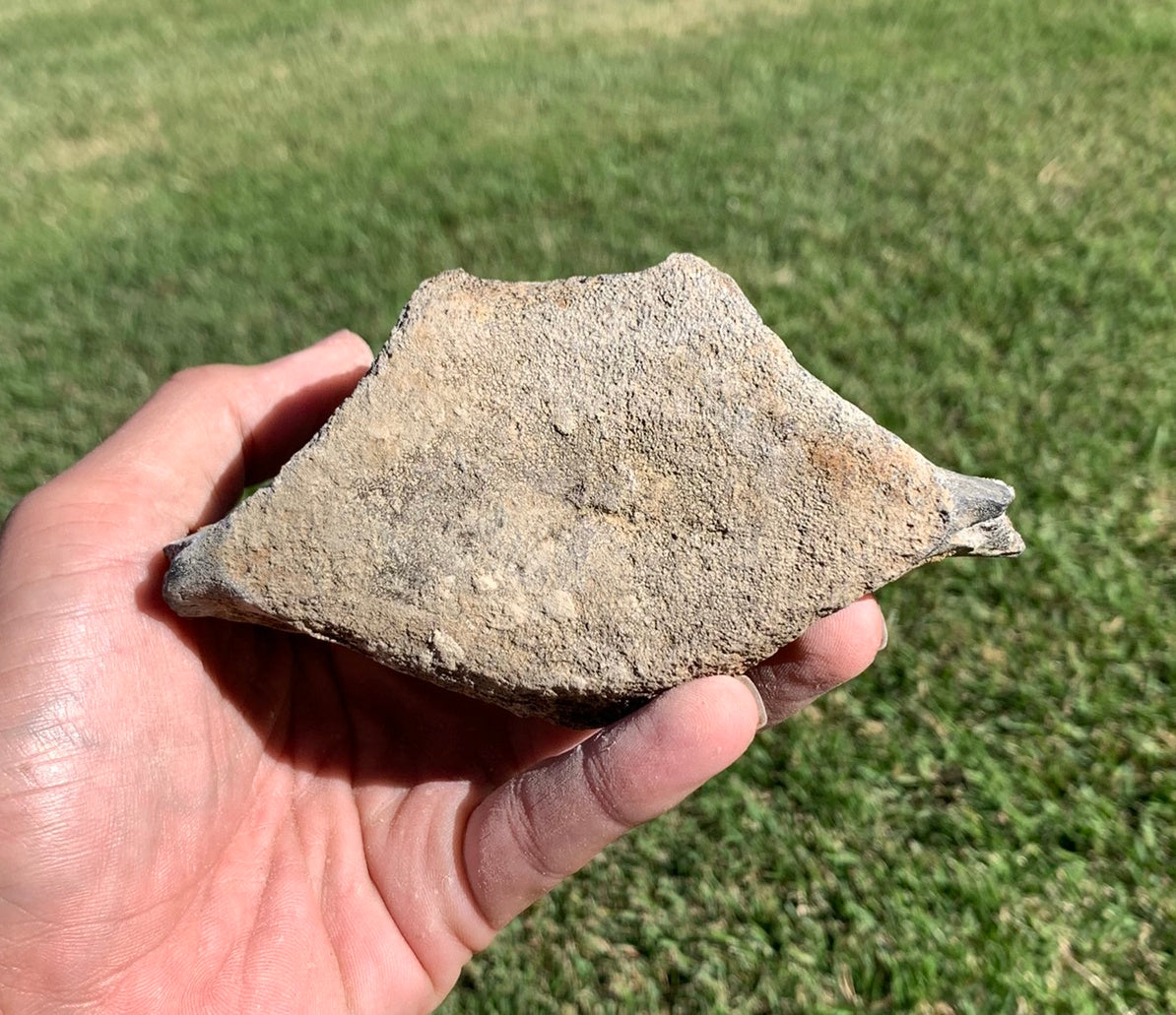 Fossil Whale Vertebra From the Miocene of Virginia
