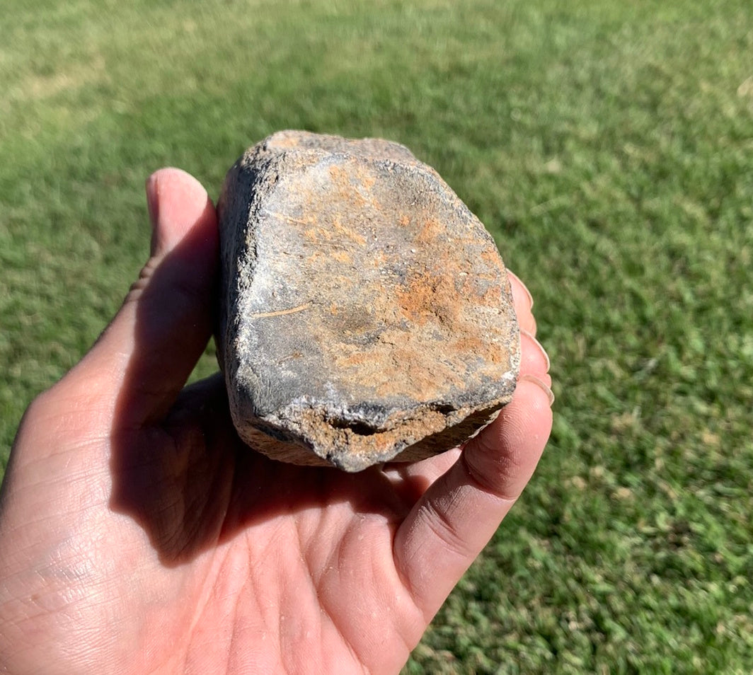 Fossil Whale Vertebra From the Miocene of Virginia