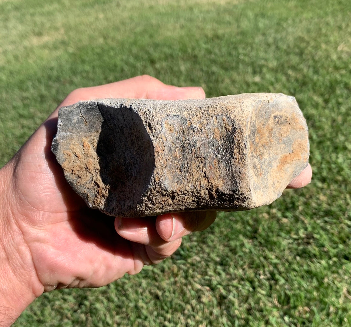 Fossil Whale Vertebra From the Miocene of Virginia