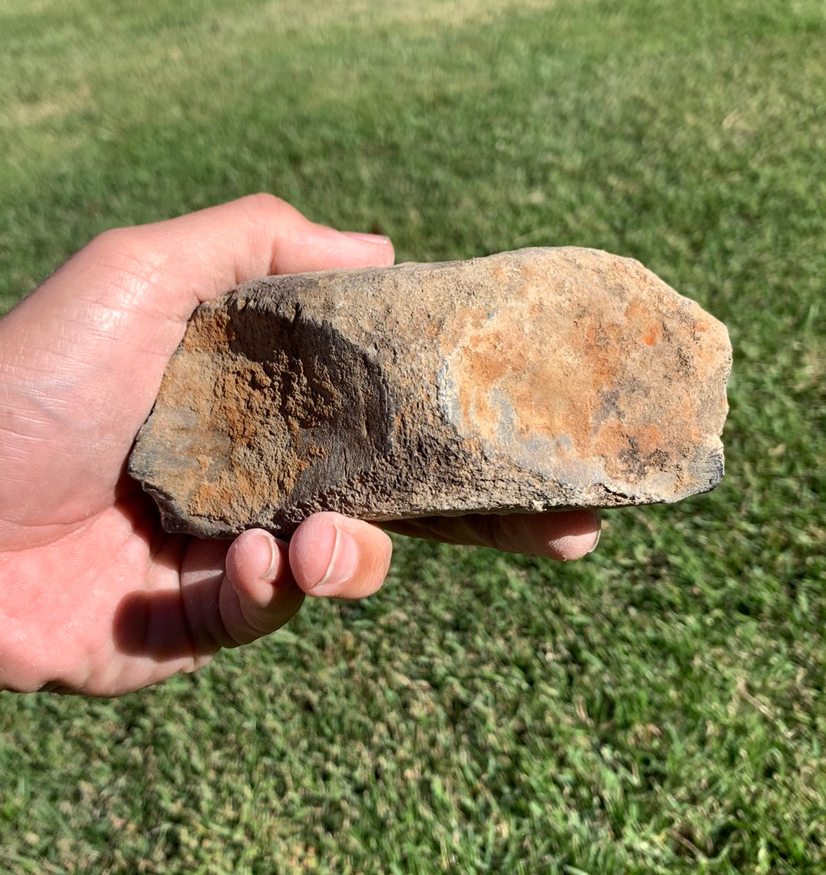 Fossil Whale Vertebra From the Miocene of Virginia