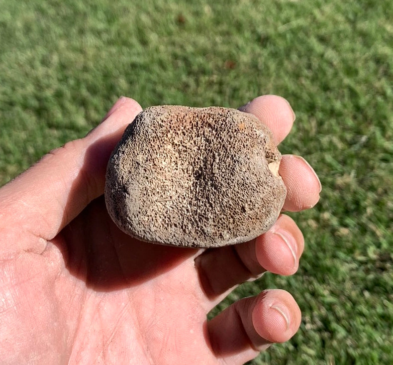 Fossil Whale Vertebra From the Miocene of Virginia