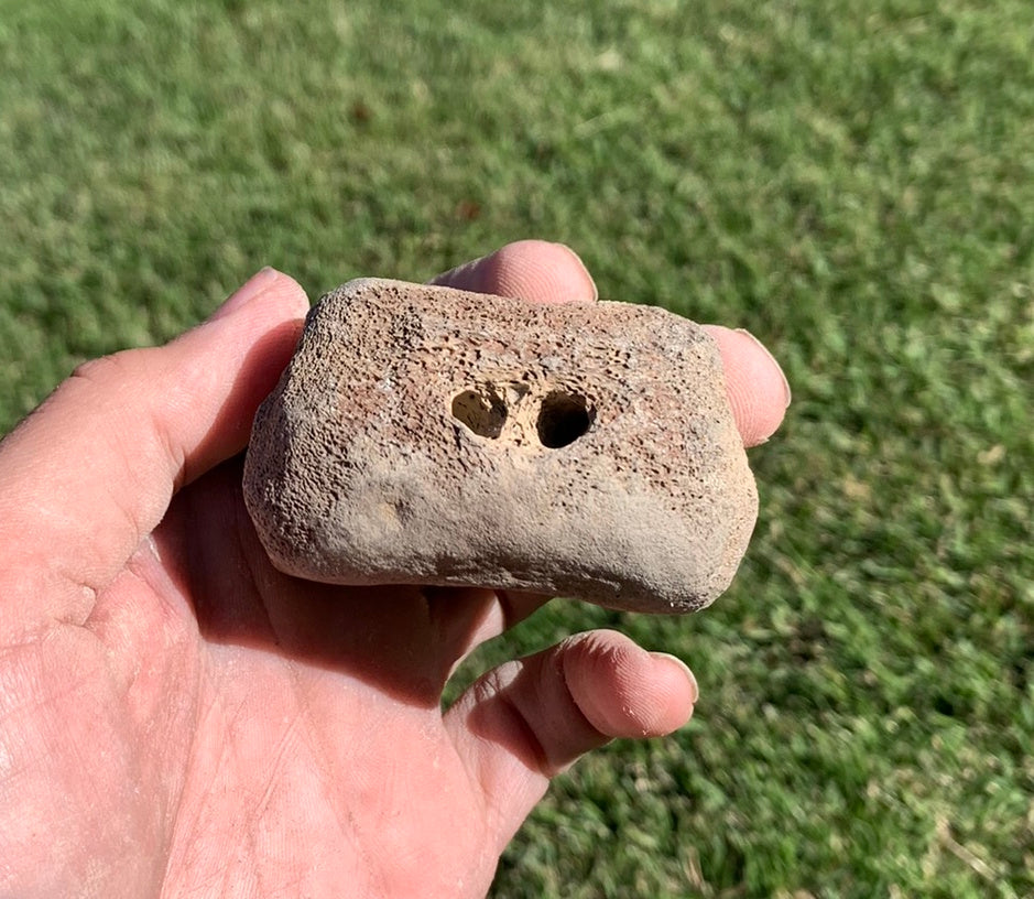 Fossil Whale Vertebra From the Miocene of Virginia