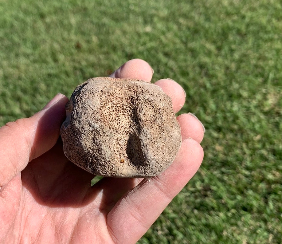 Fossil Whale Vertebra From the Miocene of Virginia