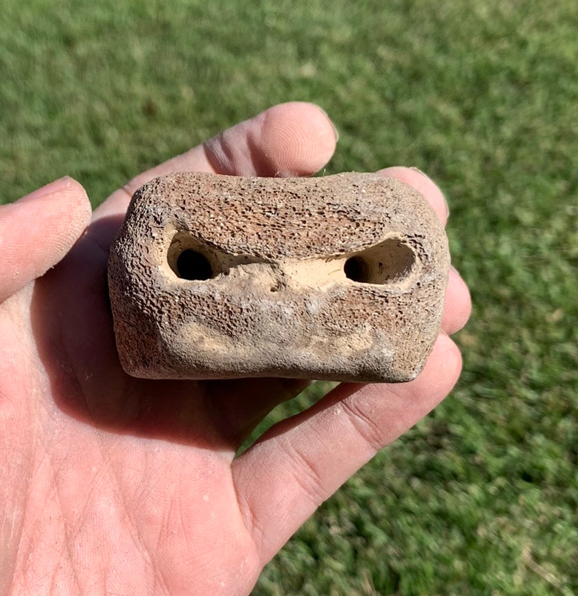 Fossil Whale Vertebra From the Miocene of Virginia