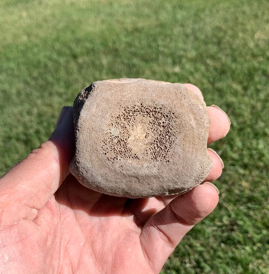 Fossil Whale Vertebra From the Miocene of Virginia