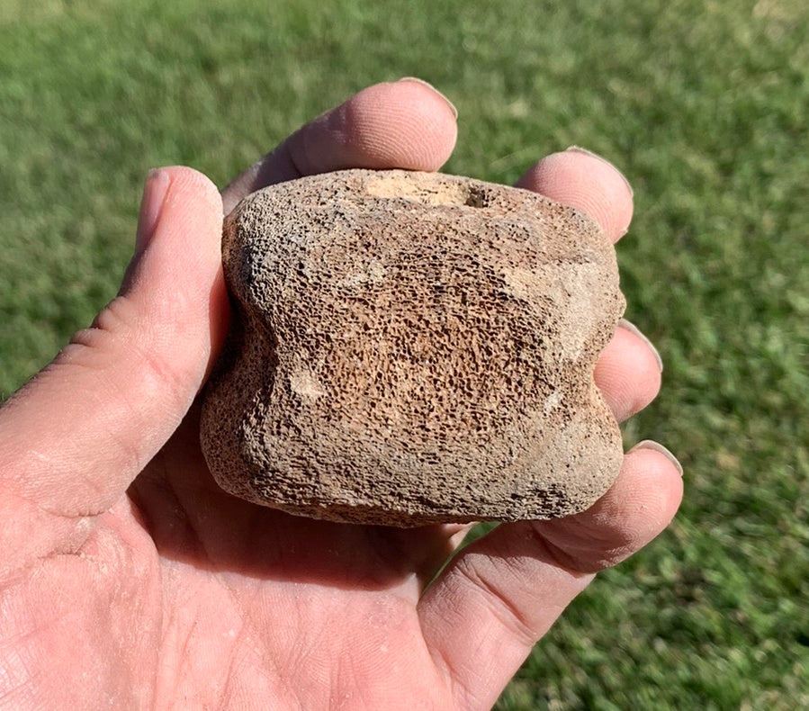 Fossil Whale Vertebra From the Miocene of Virginia