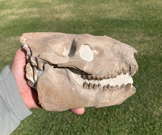 Chocolate oreodont skull with lowers