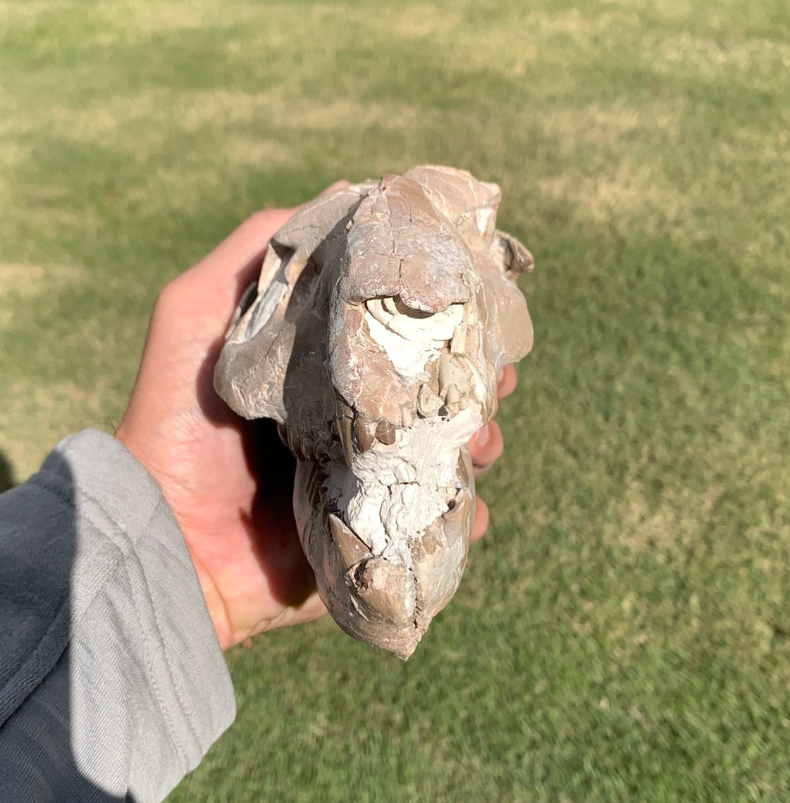 Chocolate oreodont skull with lowers