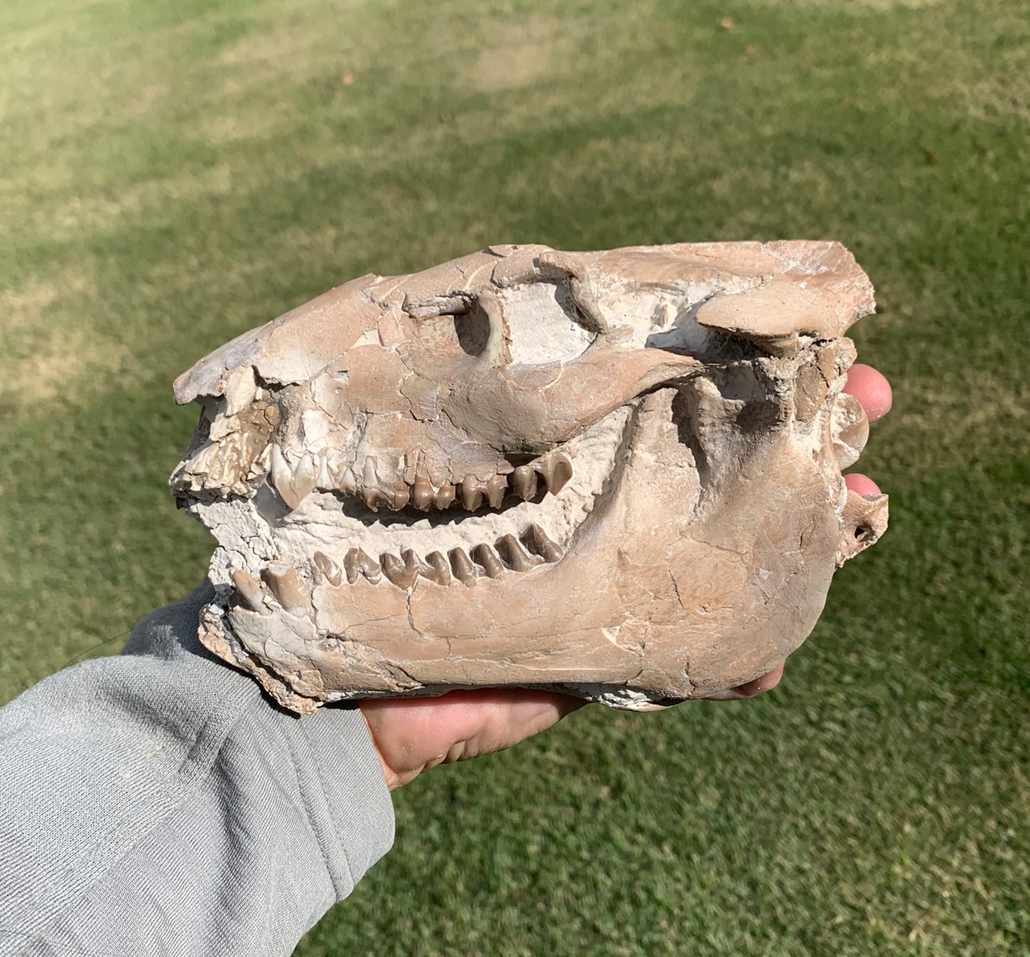 Chocolate oreodont skull with lowers