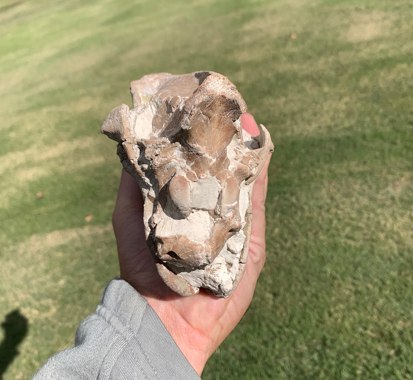 Chocolate oreodont skull with lowers