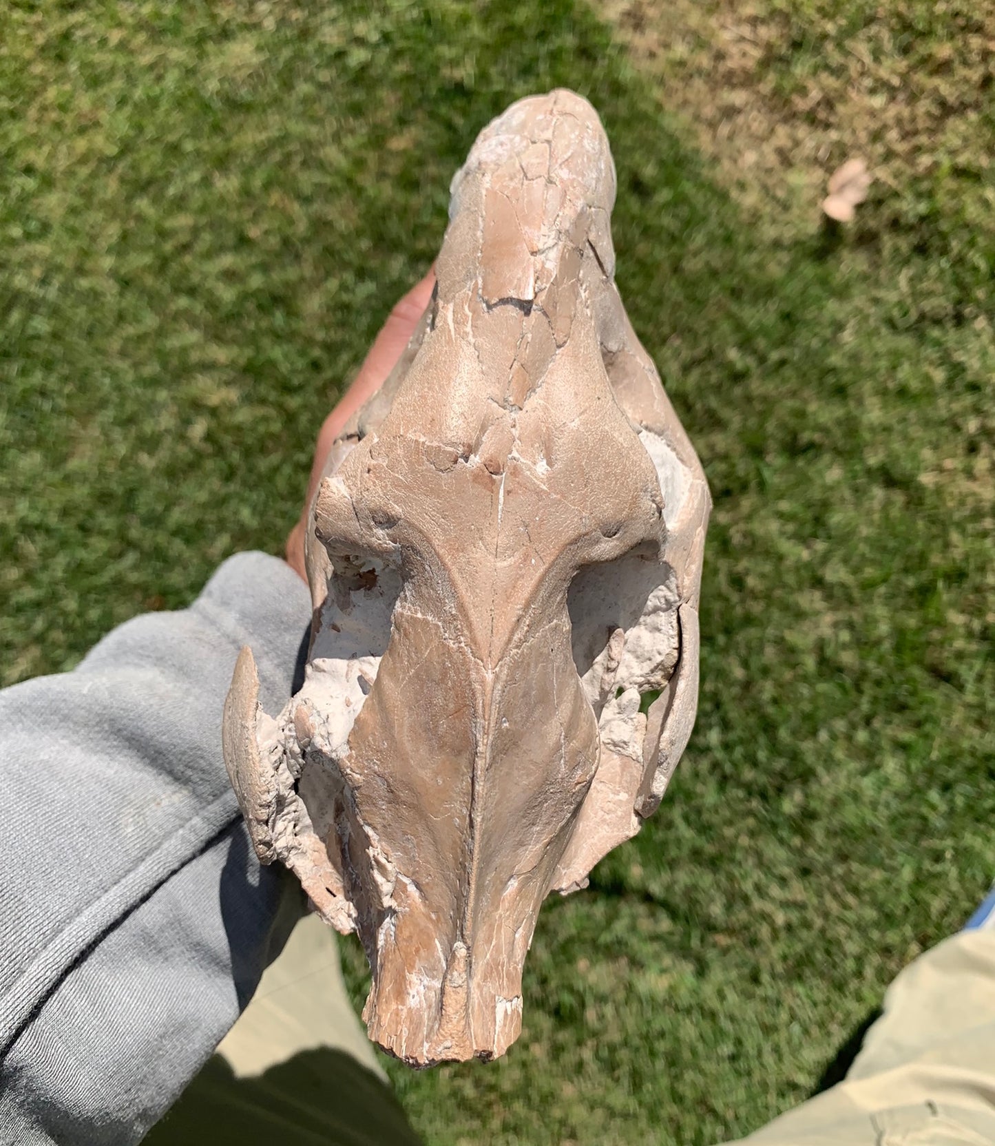 Chocolate oreodont skull with lowers