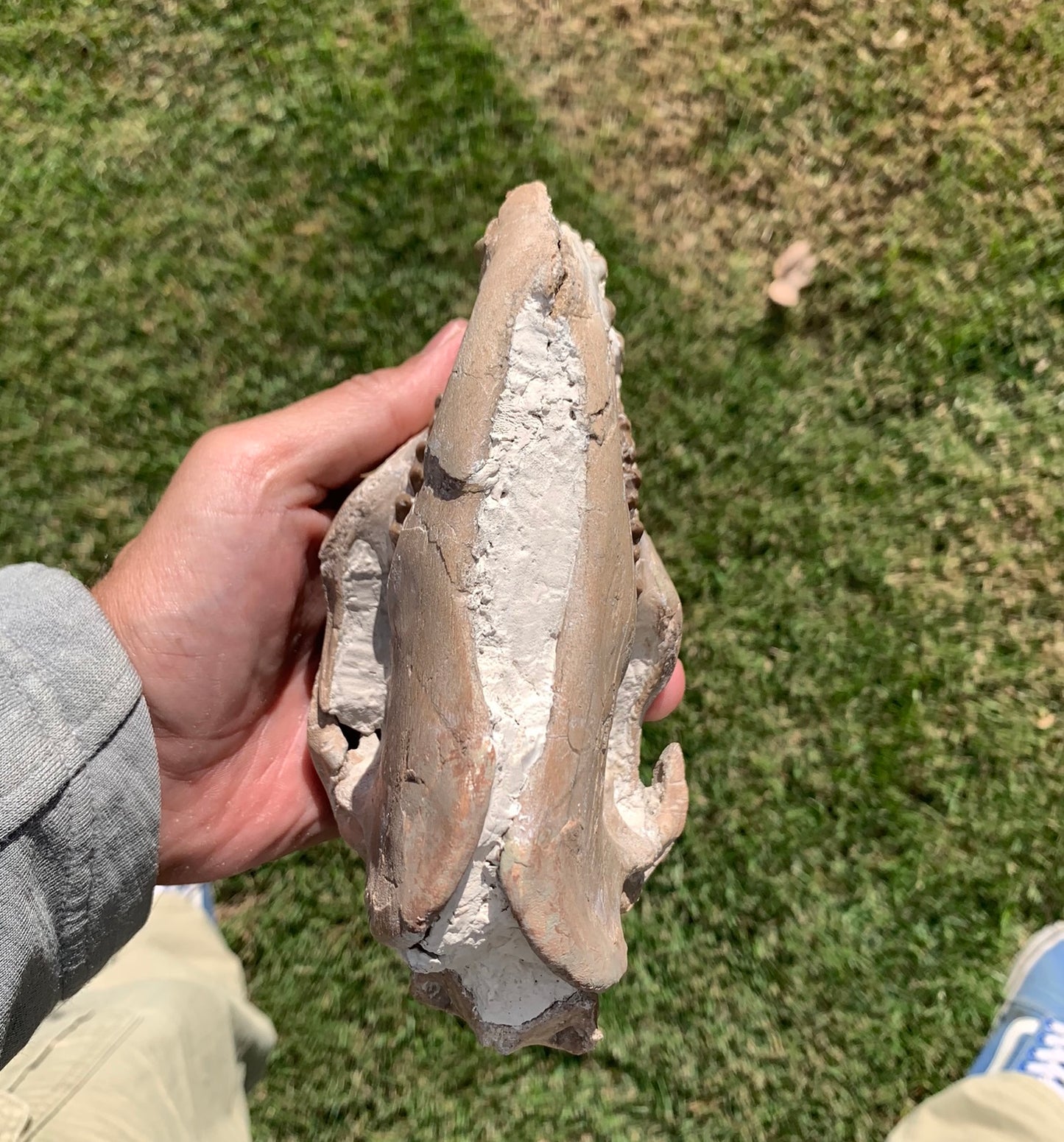 Chocolate oreodont skull with lowers