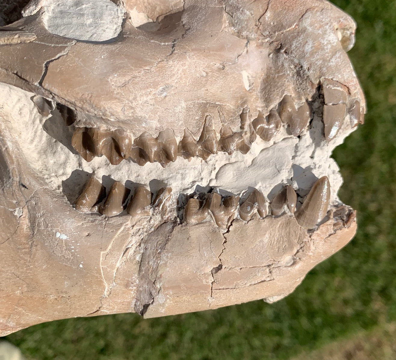 Chocolate oreodont skull with lowers