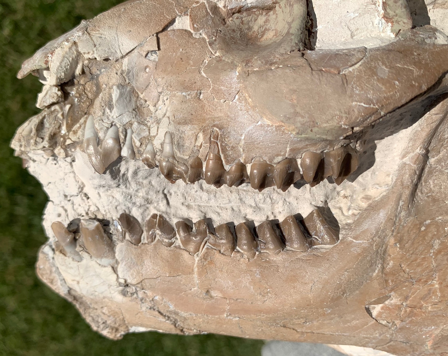 Chocolate oreodont skull with lowers