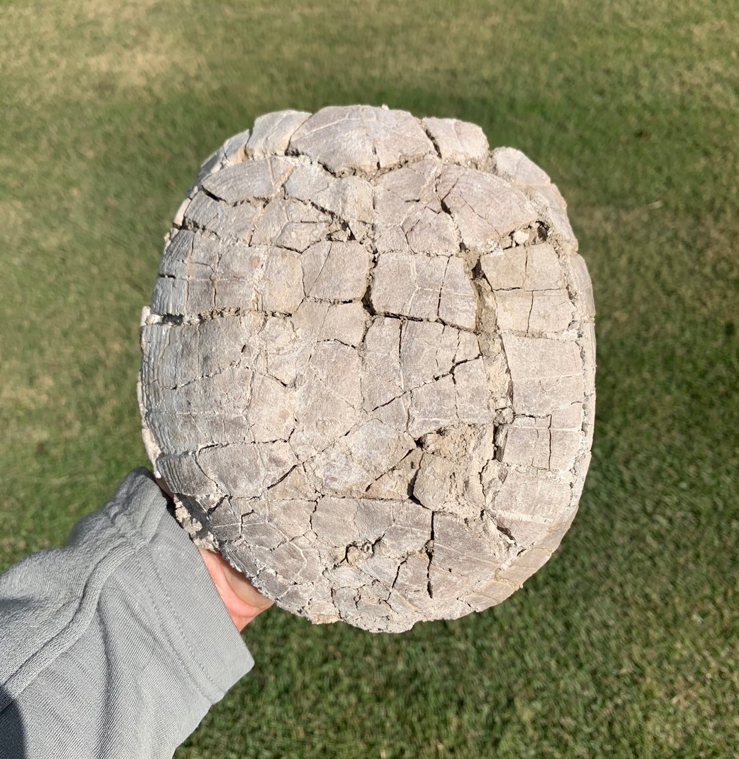 Nice stylemys tortoise\turtle