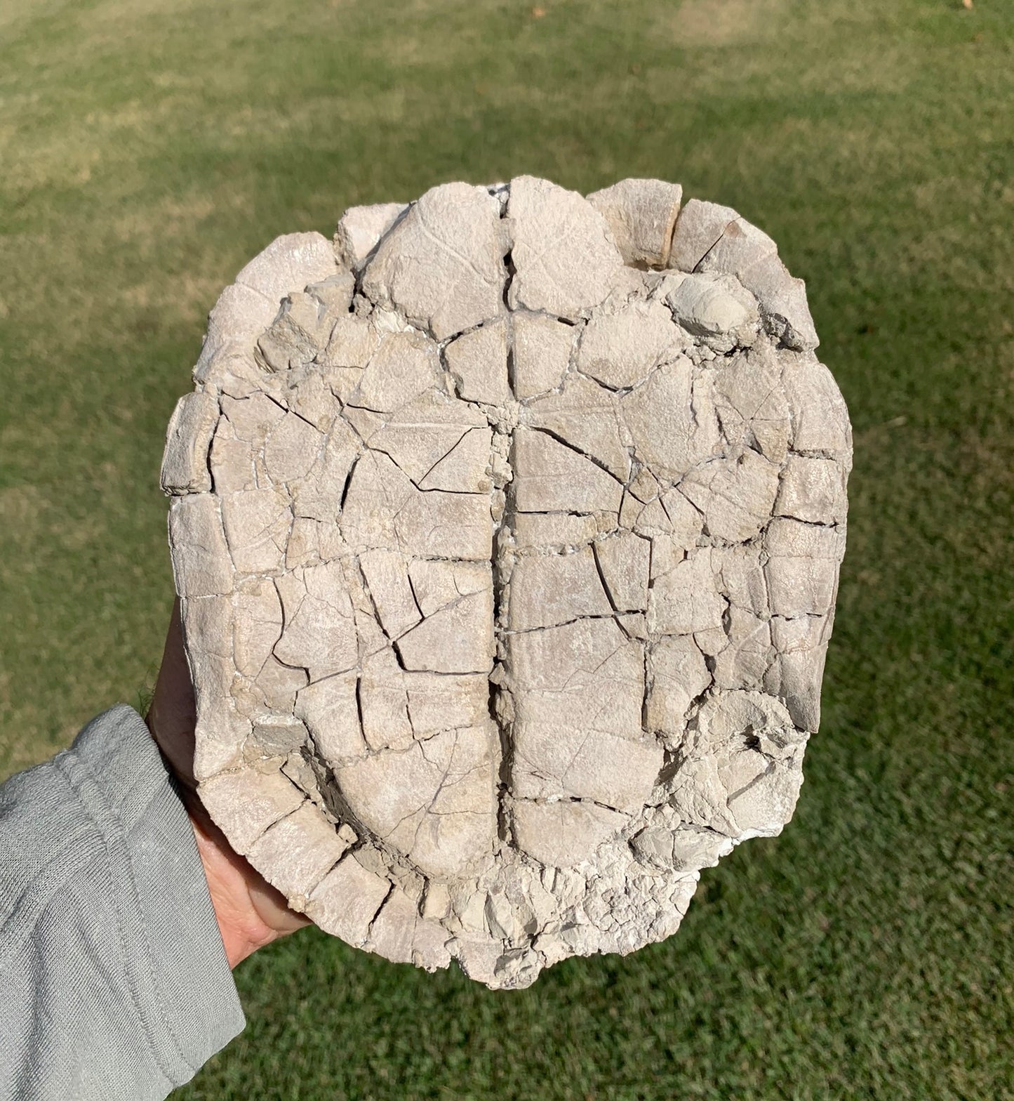 Nice stylemys tortoise\turtle