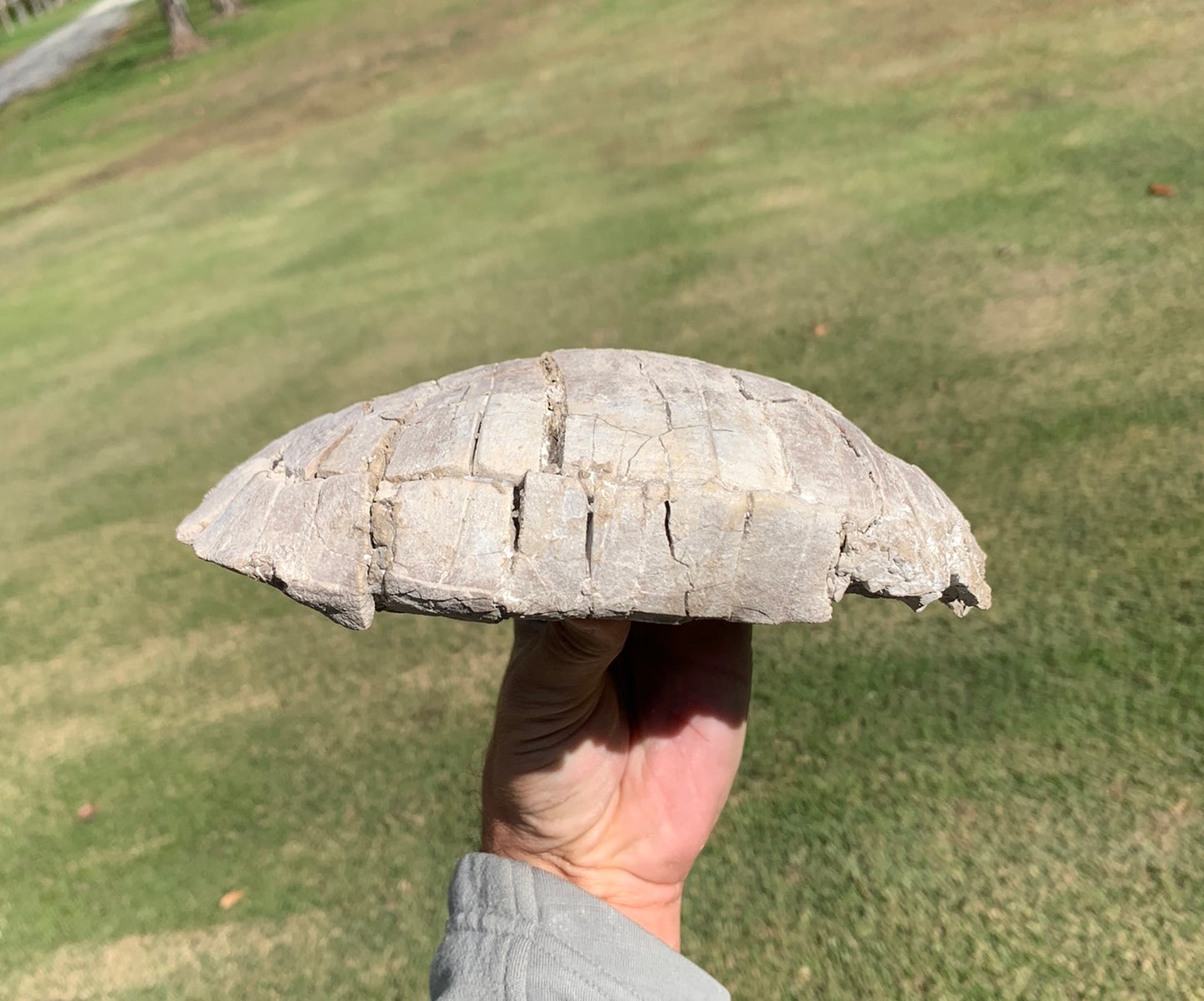 Nice stylemys tortoise\turtle