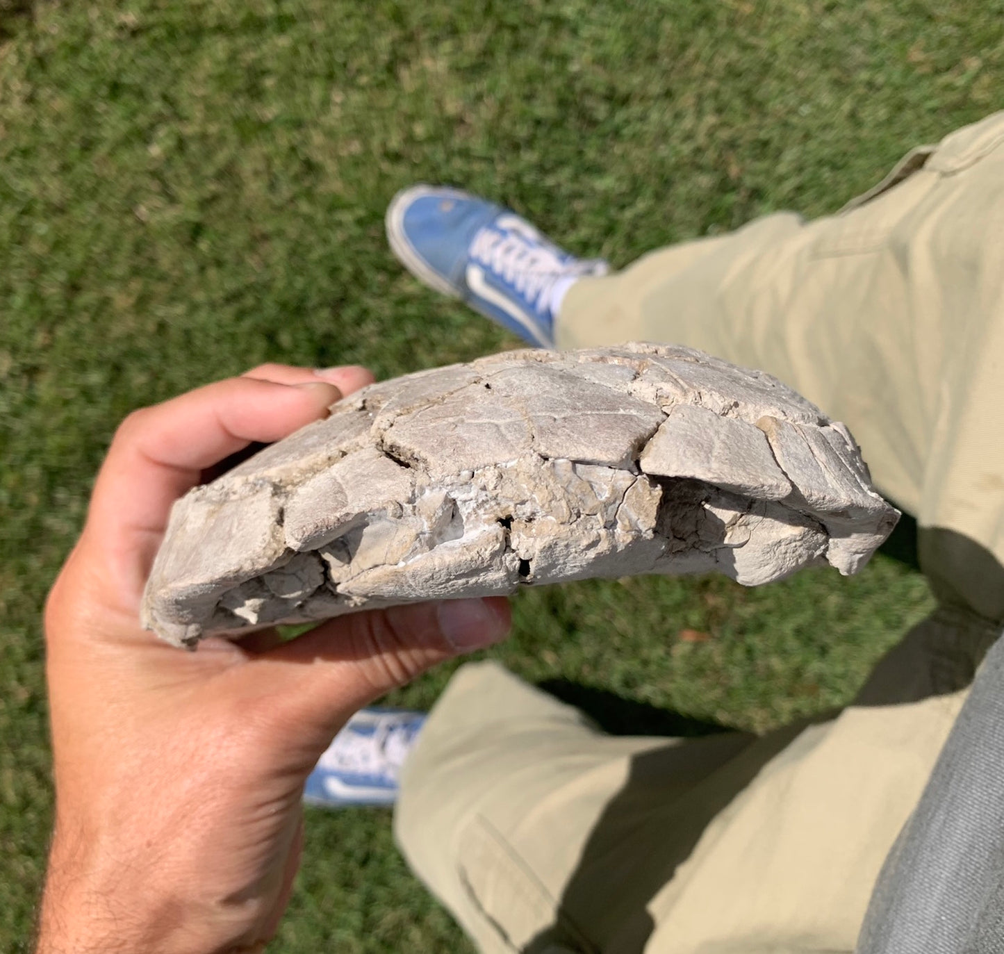 Nice stylemys tortoise\turtle