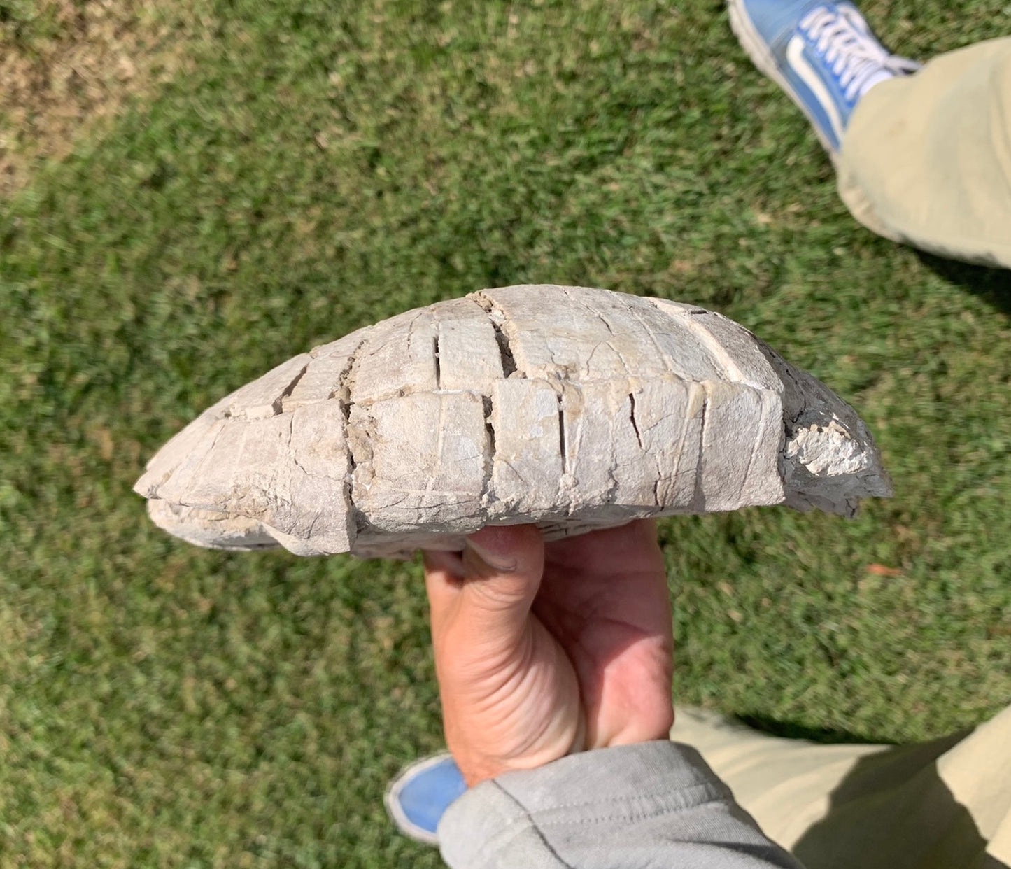 Nice stylemys tortoise\turtle