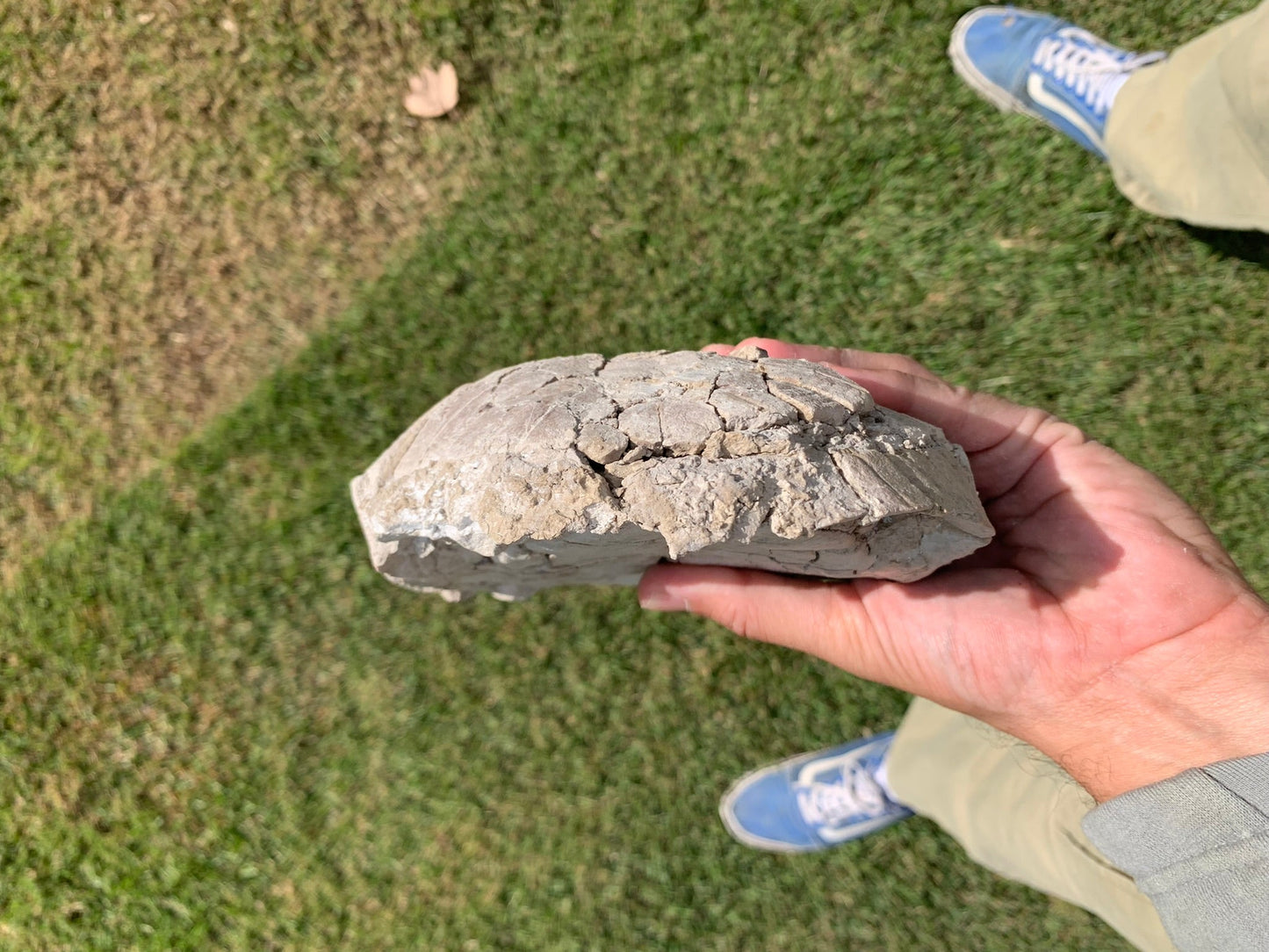 Nice stylemys tortoise\turtle