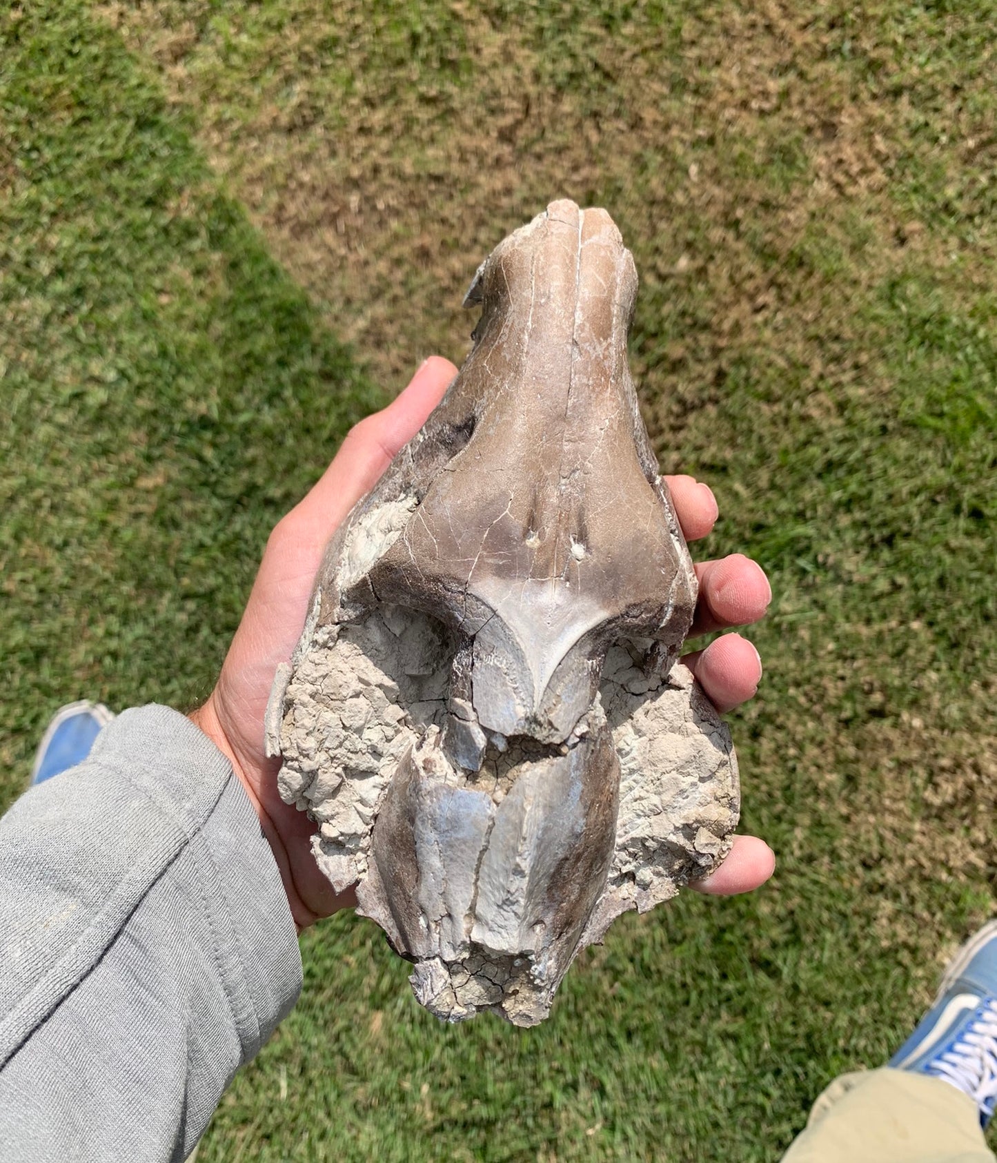 Chocolate oreodont skull