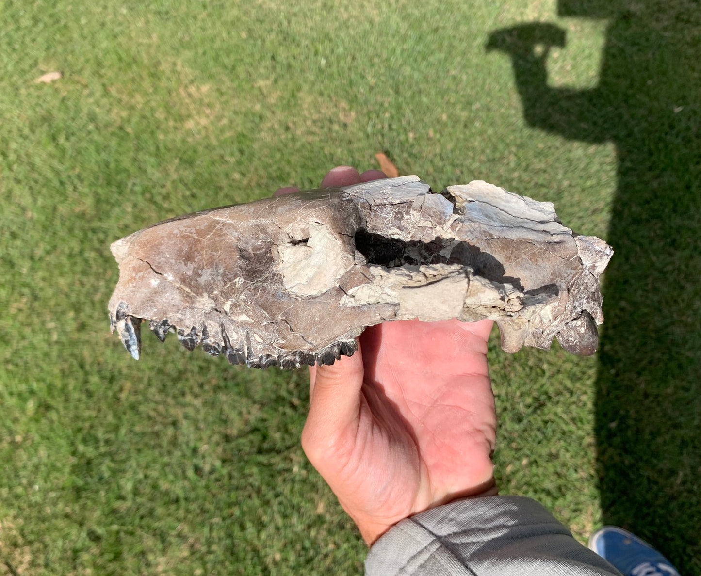 Chocolate oreodont skull